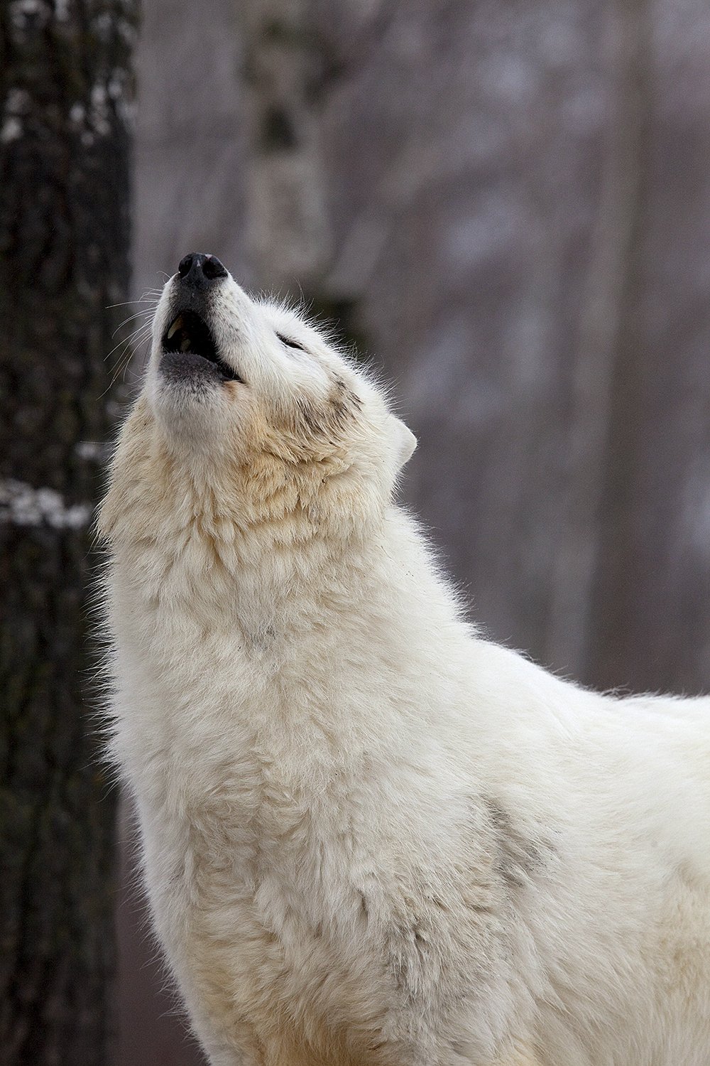 North American Wildlife - Jim Zuckerman photography & photo tours