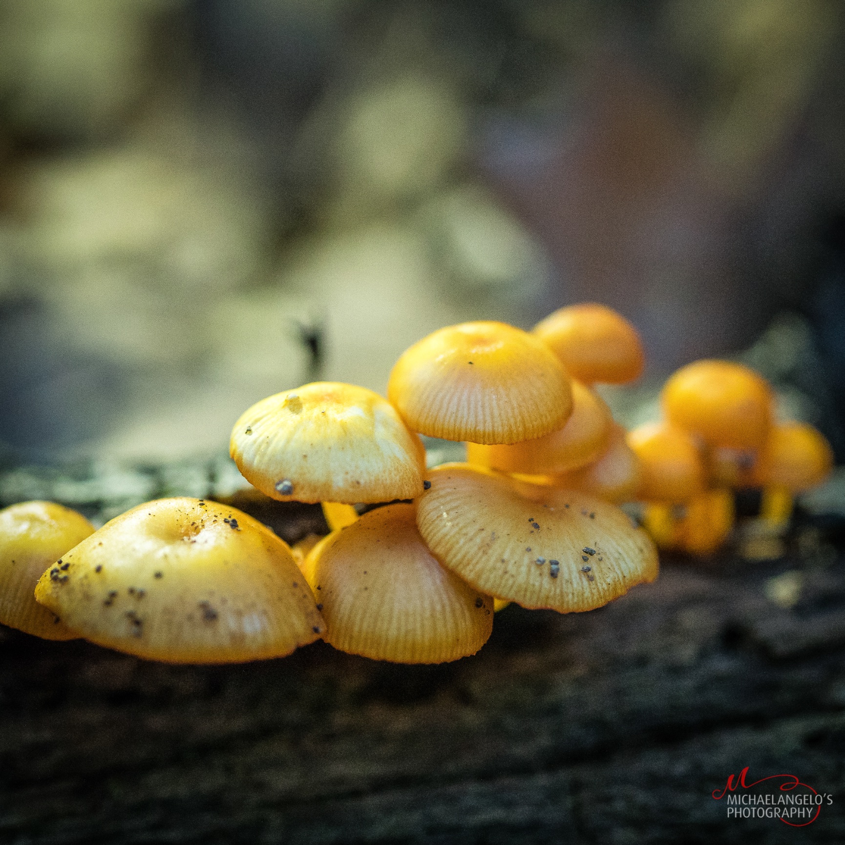 Mushrooms in Northeast Ohio - Michaelangelos Photography