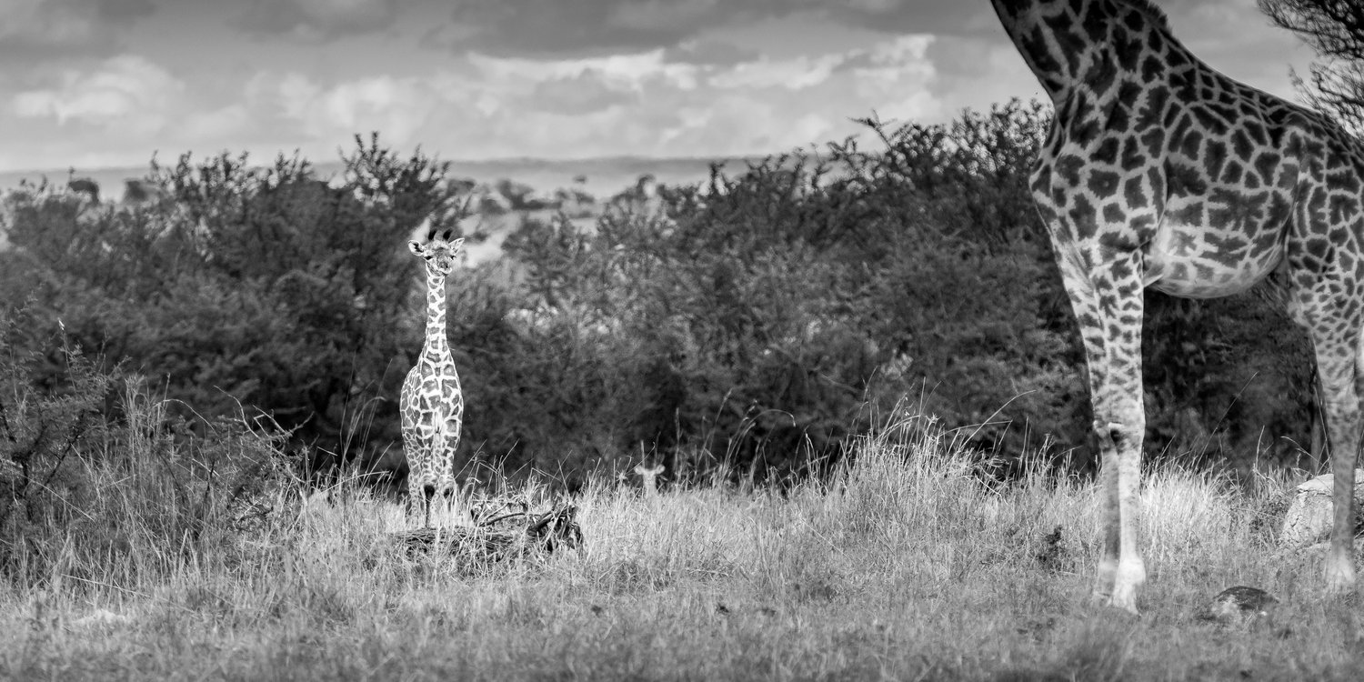 Tanzania Africa Black and White image of a baby giraffe and his mother