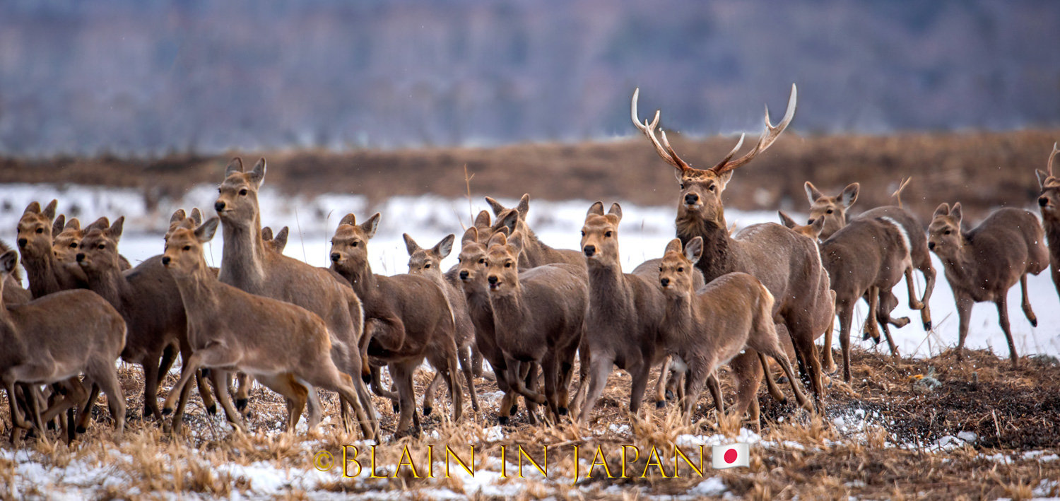 Largest herd of Ezo Sika Deer Ever Photographed on Our Planet
