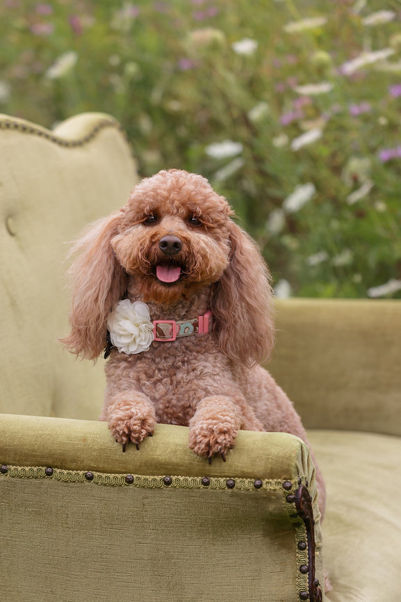 Brown poodle with a pink collar sitting on a green chair outdoors.