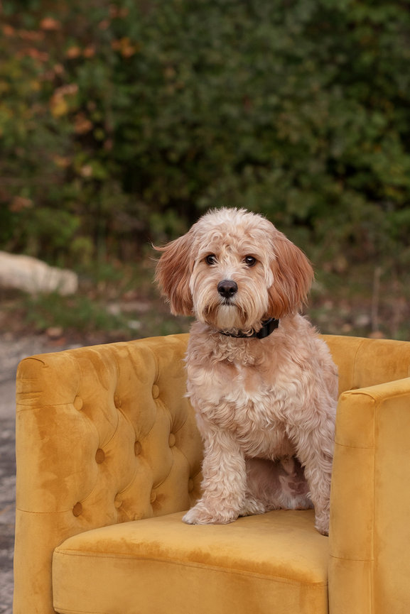 A fluffy dog sits on a mustard-yellow armchair outdoors with greenery in the background.