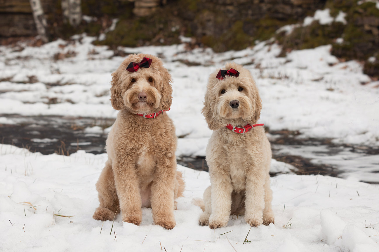 Two fluffy dogs with red bows sit on snow near a creek.