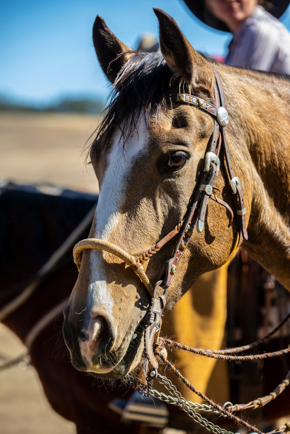 Heritage-focused photography from Richard Field Levine Photography, inspired by The Art of The Vaquero, Cowboy, and Cowgrils ..... and tailored for modern business storytelling.