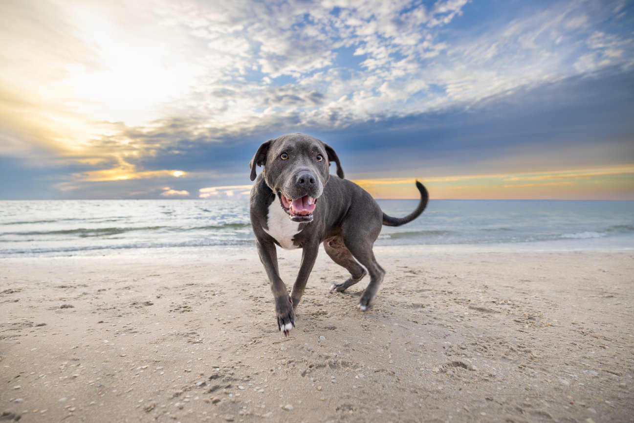 Black dog running on a sandy beach at sunset