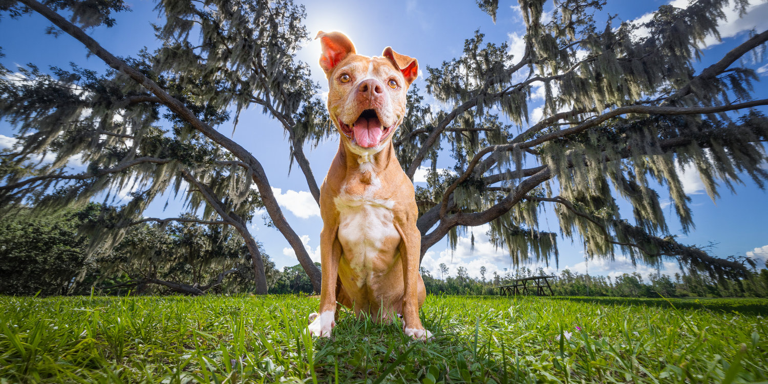 Tan dog sitting in grass under a tree
