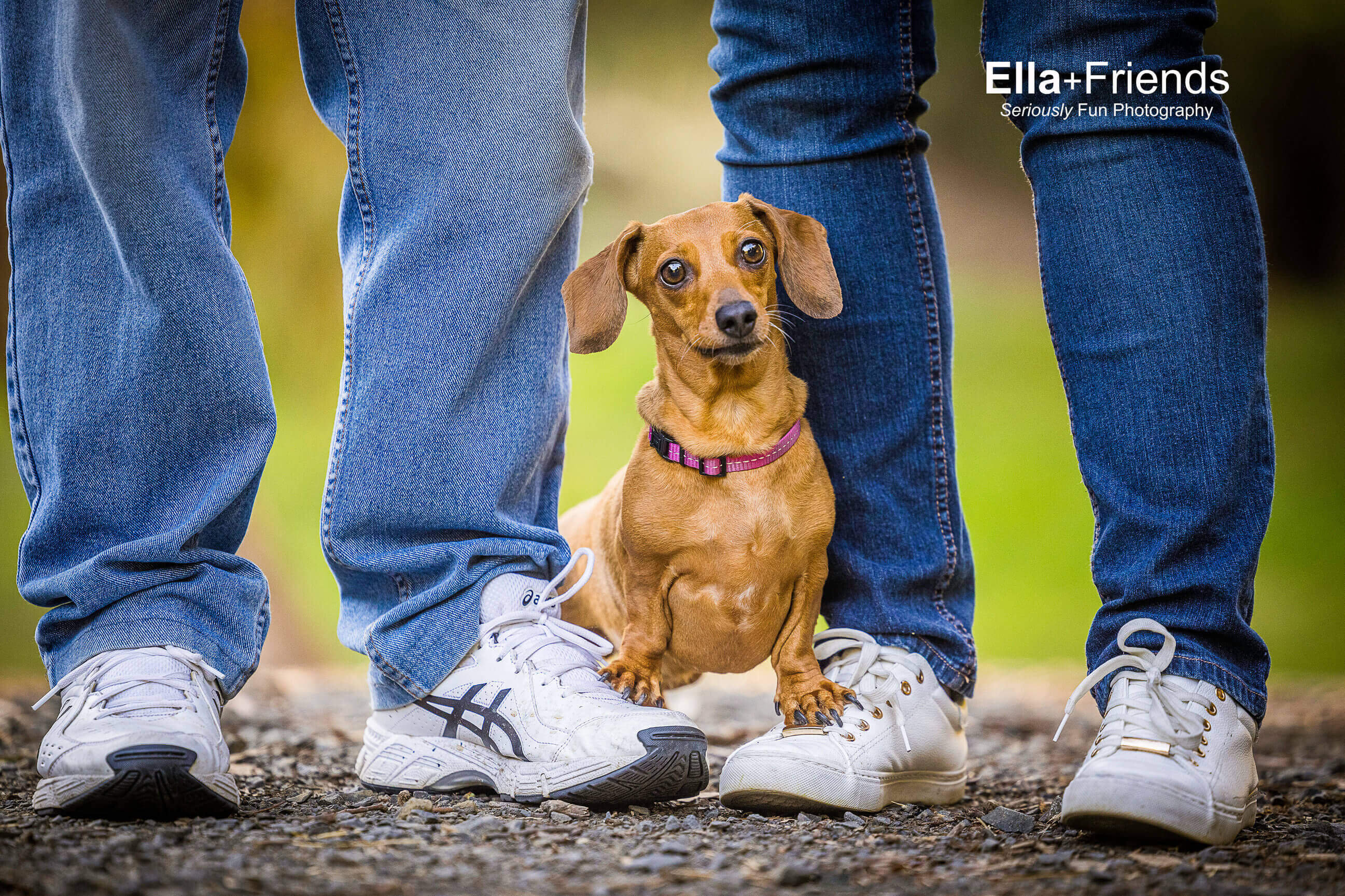 the-ultimate-guide-to-diy-pet-photography-ella-friends