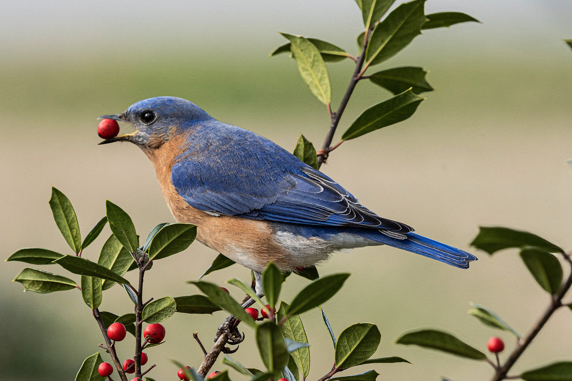 Capturing the Bluebird Life Cycle - Virginia PPA