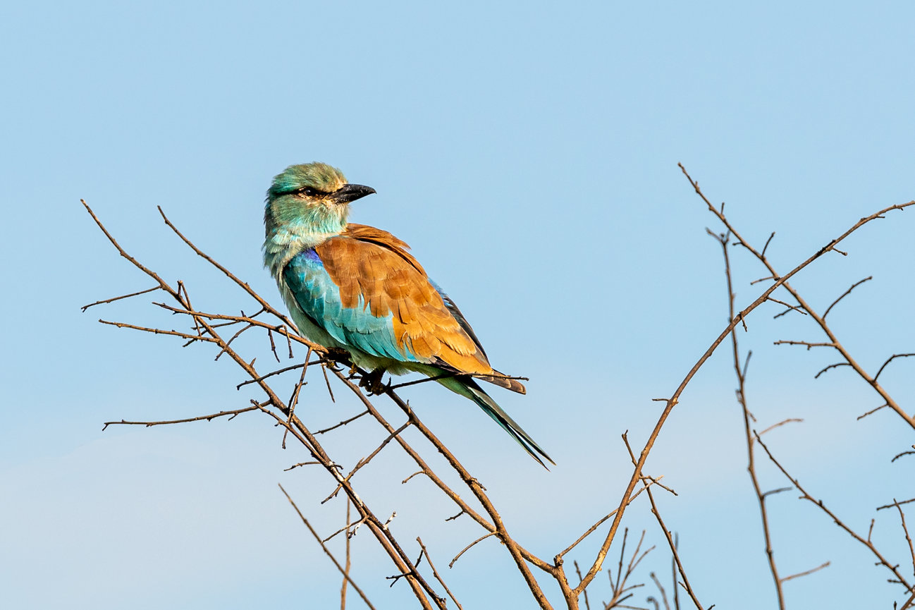 Tanzani Africa image of a Lilac Breasted Roller Bird