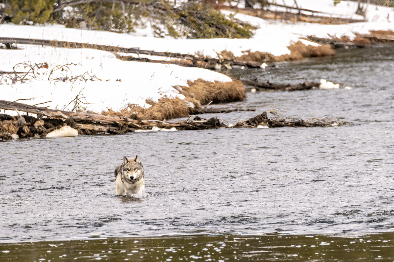 Wolf swimming across the river in the snow Yellowstone National Park