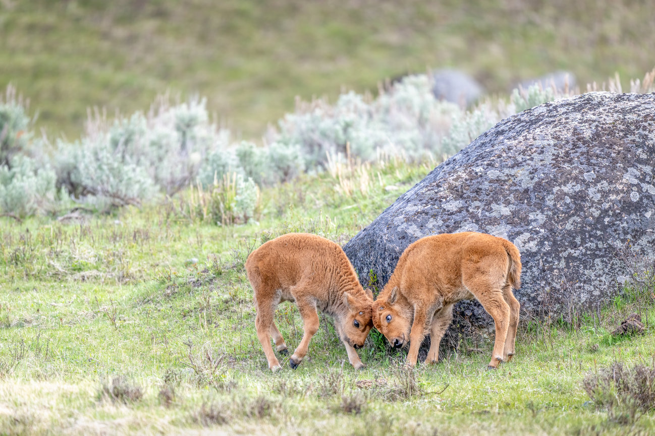 Two Newborn Bison Babies Sparring in Yellowstone National Park