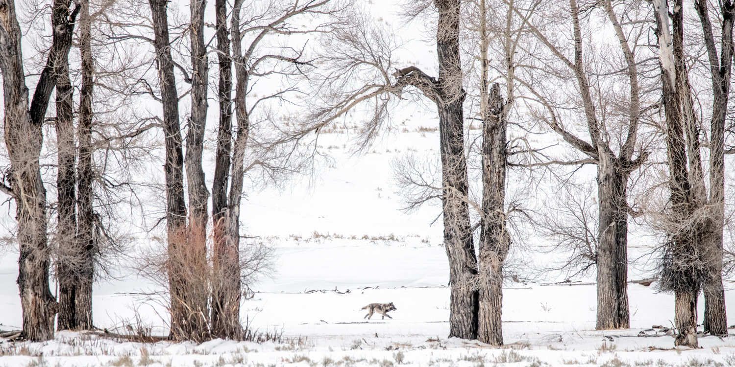 Yellowstone National Park Wildlife Image of a walking black wolf in the snow lamar valley