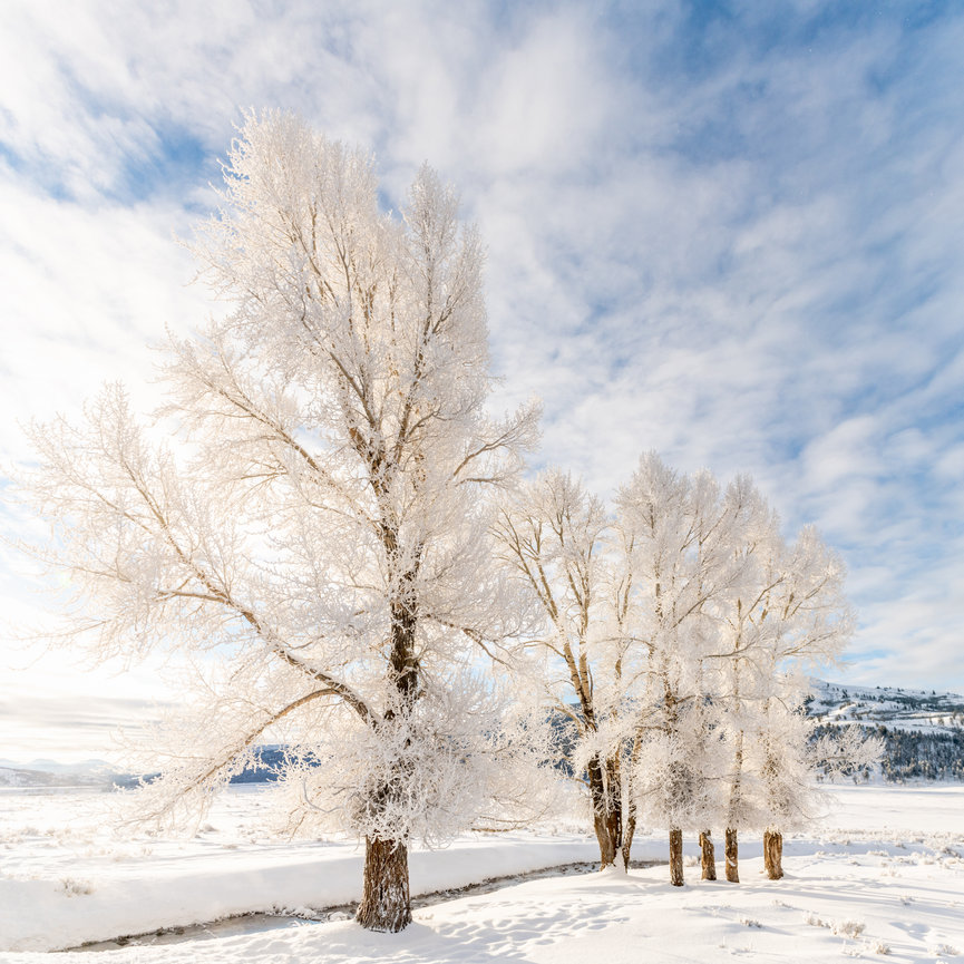 Yellowstone National Park image of Frozen Cotton Wood Trees in Lamar Valley at Sunrise