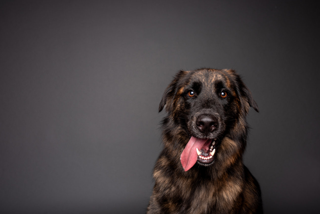 Golden retriever, husky, german shepherd photographed in-studio for a pet portrait session near Downingtown PA”