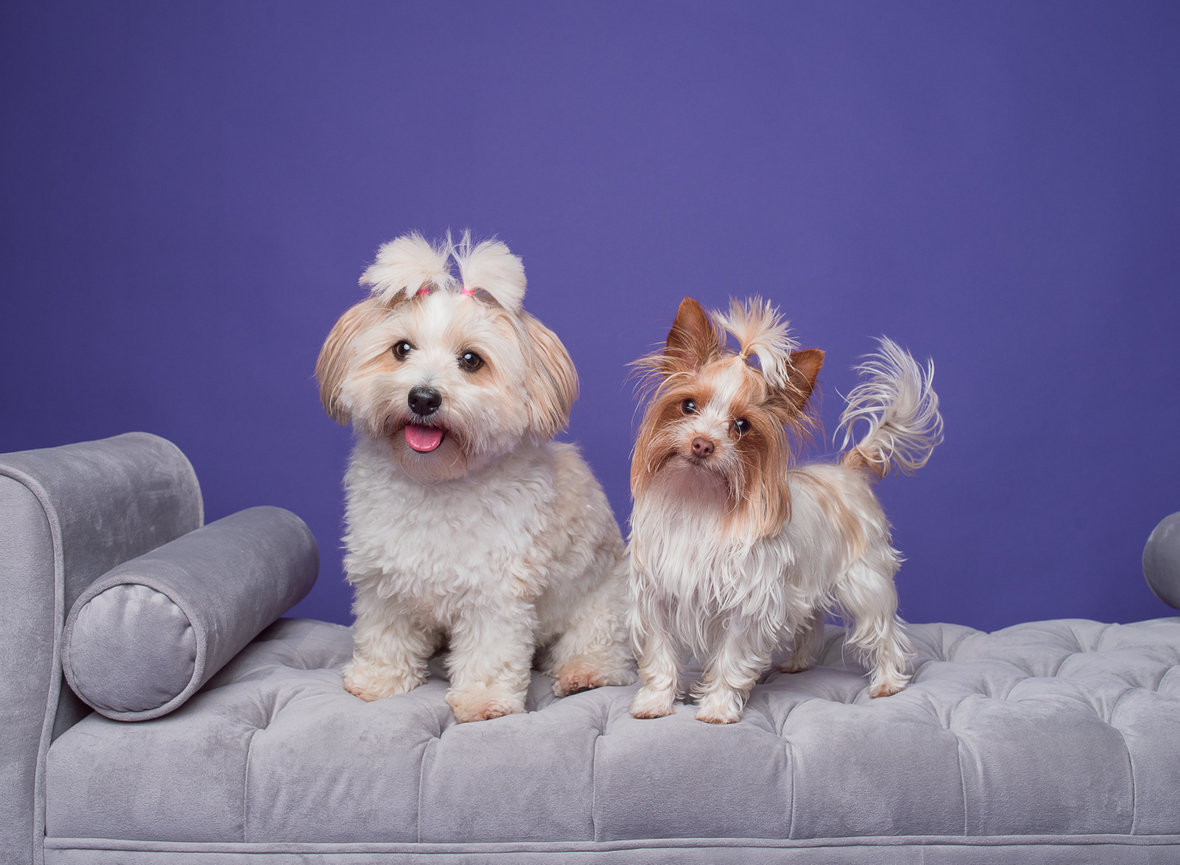 two small pups sitting for studio portraits at barkhop studio and trained by the dog abides