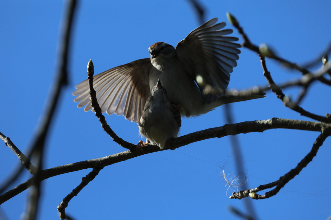A bird spreads its wings while landing on a tree branch against a blue sky.