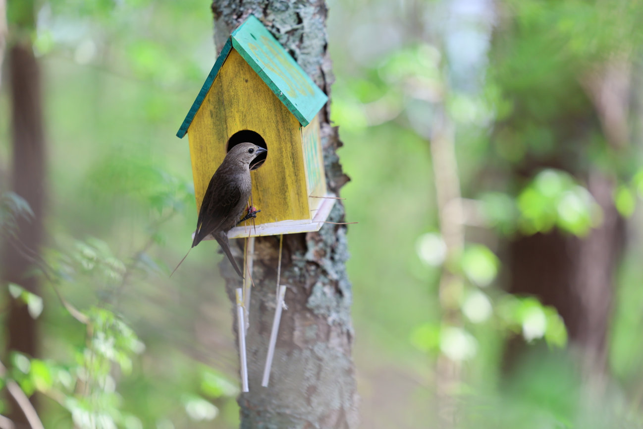 A small bird perched on a birdhouse attached to a tree trunk.