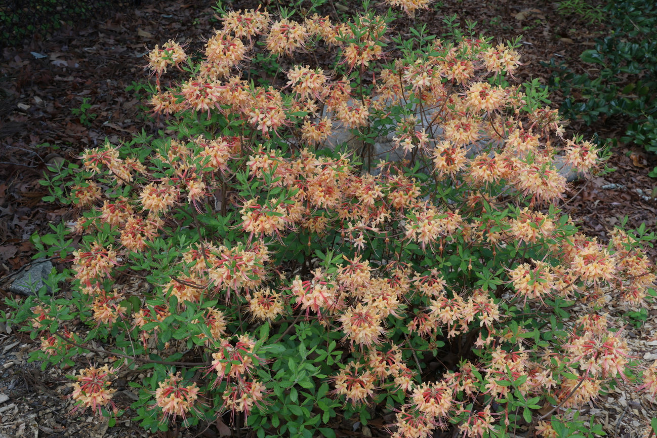A dense cluster of small peach-colored flowers fills the frame.