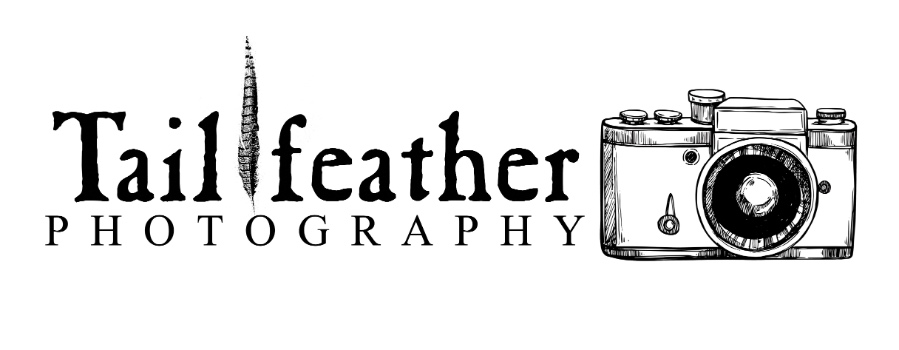 Tailfeather Photography Logo