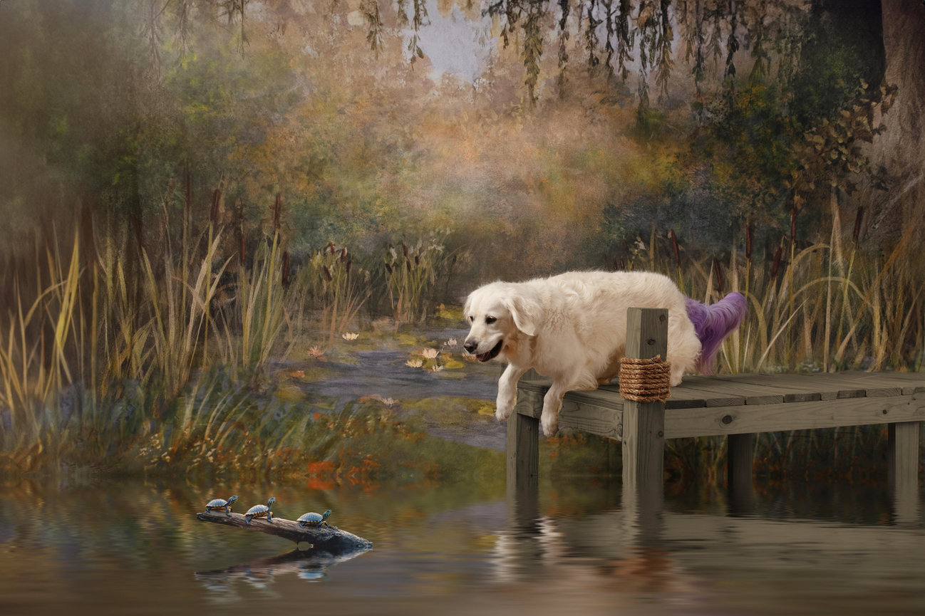 Whimsical pet portrait of a Golden Retriever with a purple-dyed tail lounging on a wooden dock, gazing at turtles in a painted woodland pond scene.