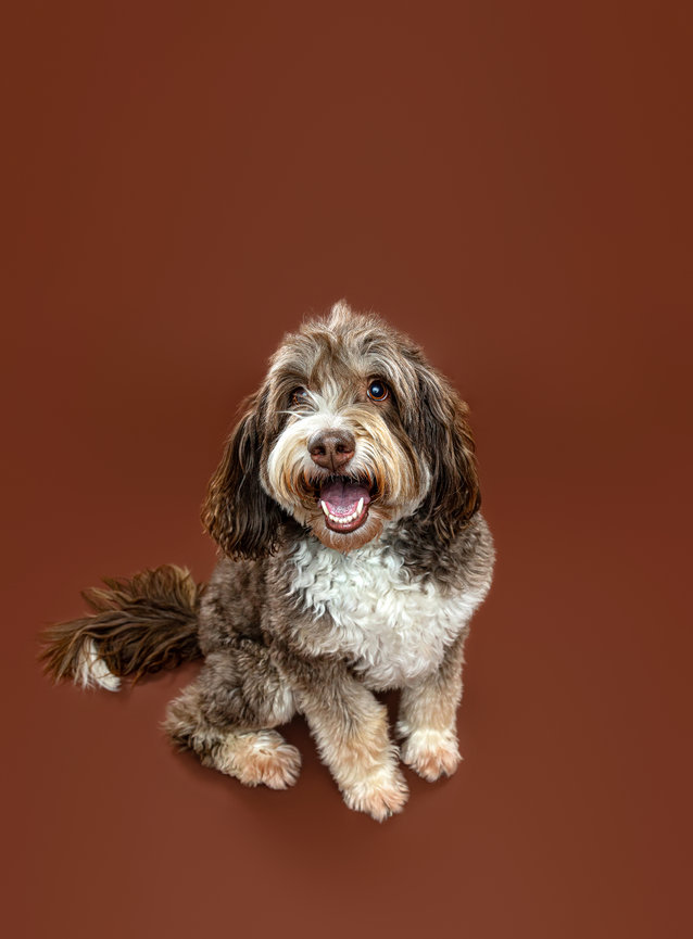 doodle posing for picture during dog portrait session in wooster studio