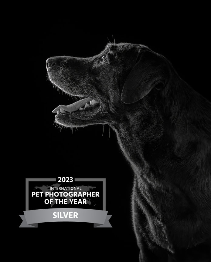 Striking black-and-white studio profile of a senior black Labrador, softly lit against a black background. Winner of the Silver award in the 2023 International Pet Photographer of the Year.
