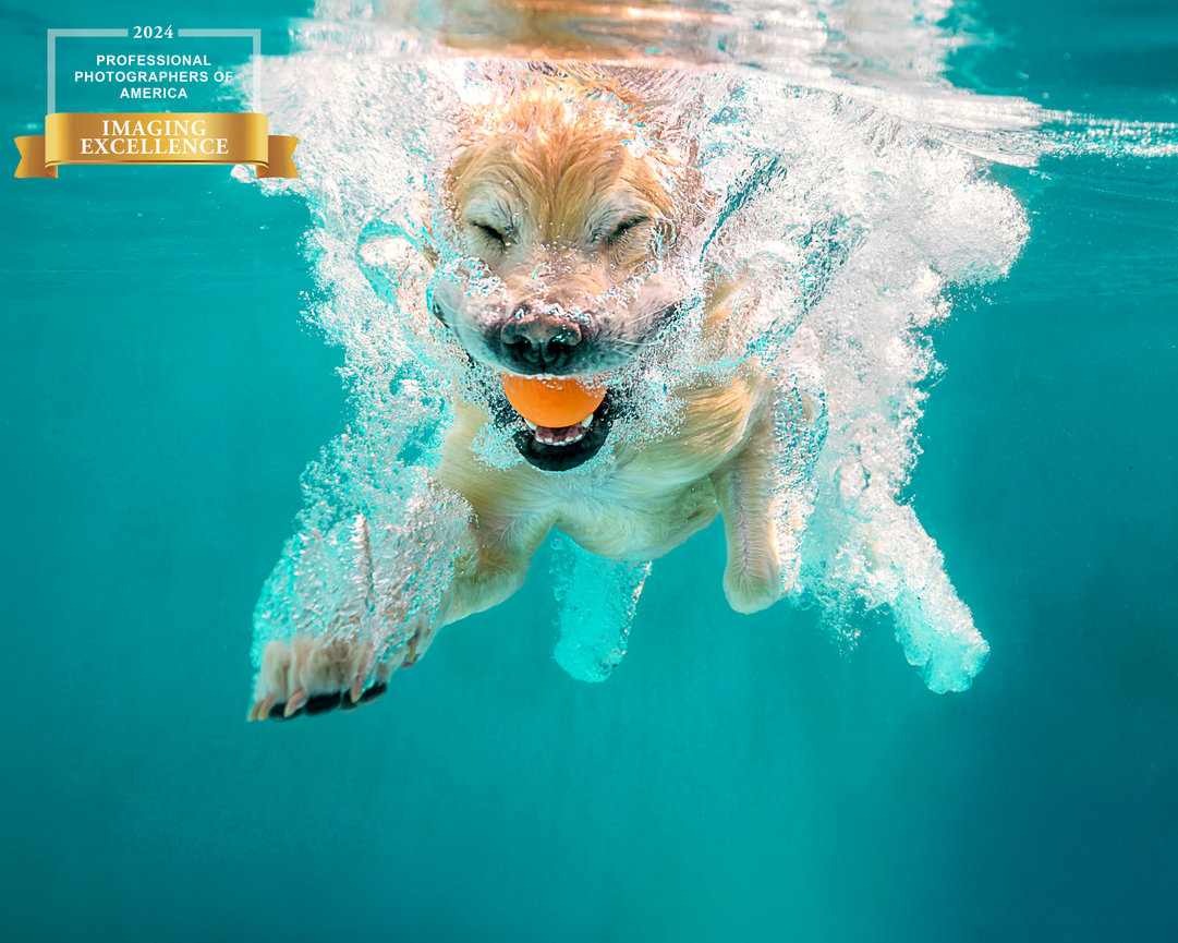 Golden Retriever diving underwater with a joyful expression, reaching for an orange ball. Recipient of Imaging Excellence from PPA in 2024.