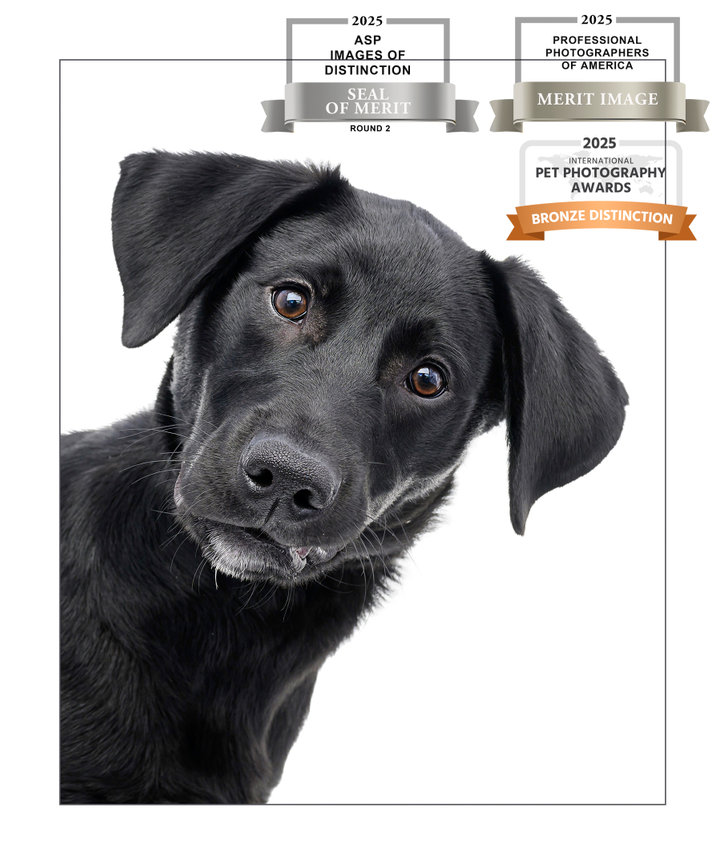 Black dog with a curious expression, displaying awards for photography accolades.