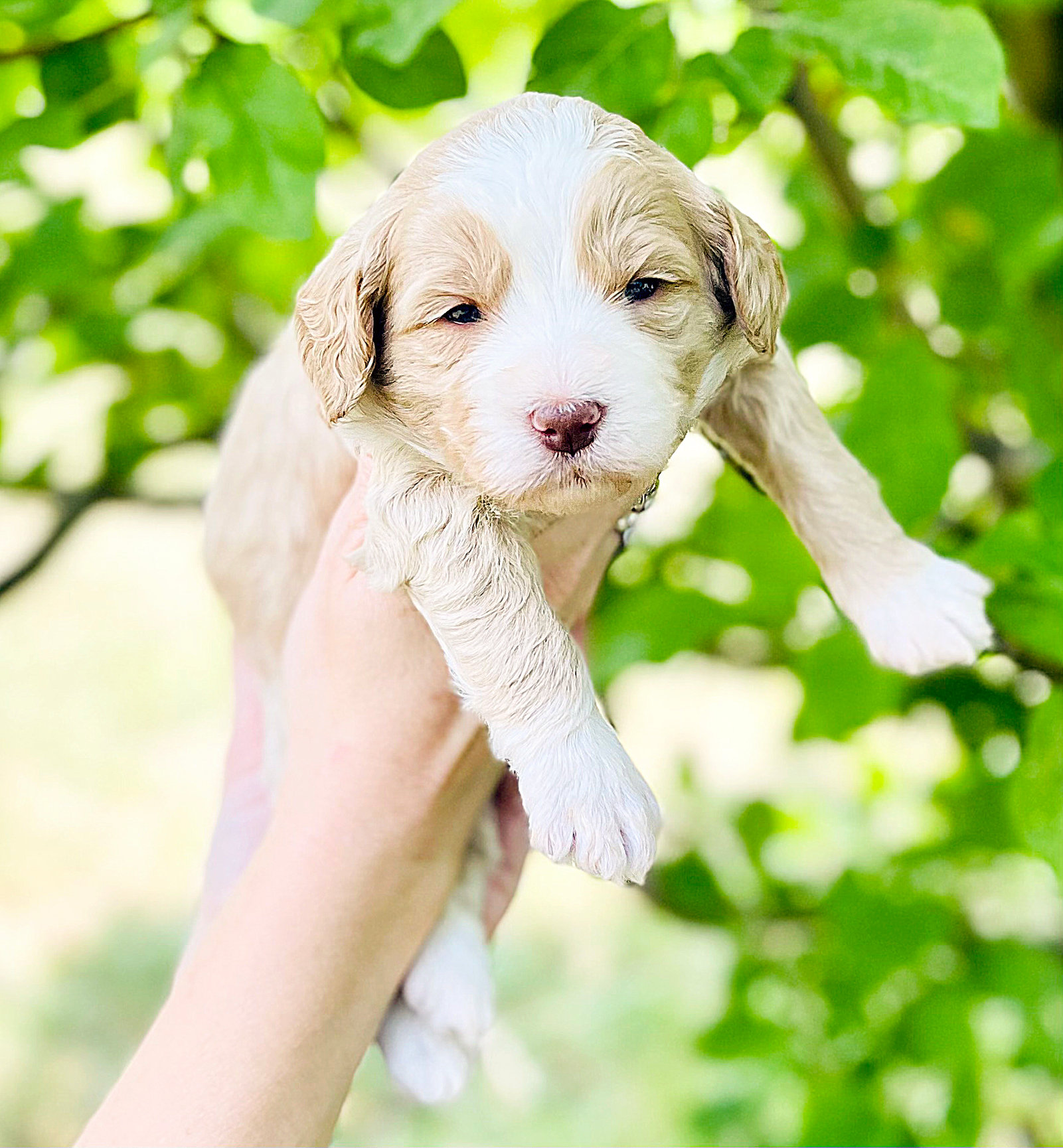 Home Beltz Hidden View Doodles