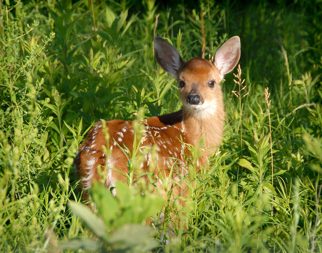 Young fawn with spotted coat standing in tall green grass, looking at the camera