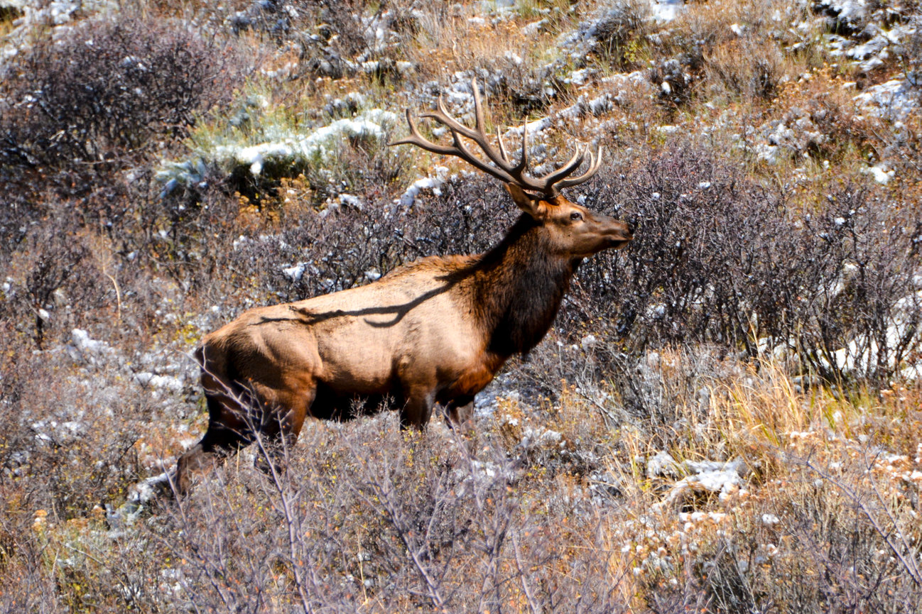 Elk standing on slope