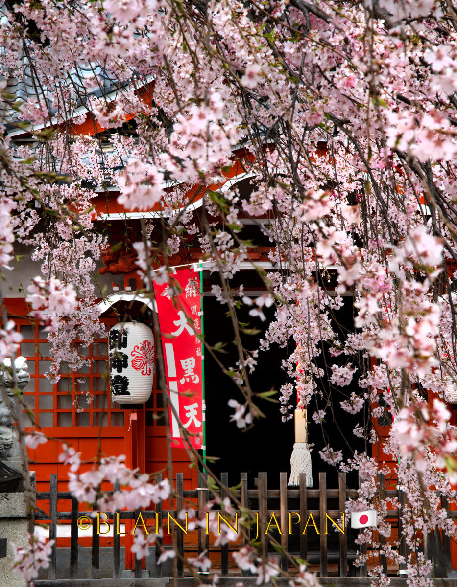 Sakura Japan - Blain Harasymiw Photography