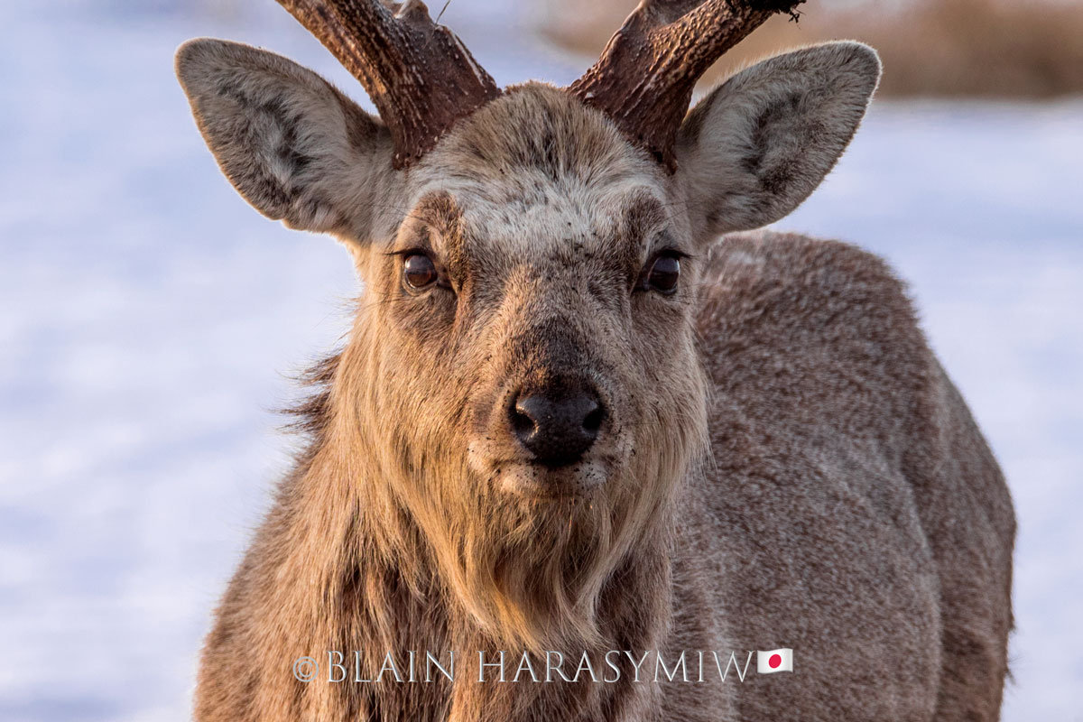 Hokkaido Photo Tour - The path to the largest Herd of Hokkaido Sika ...