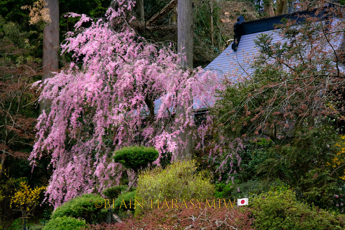 Discover Kofu's Cherry Blossoms - Blain Harasymiw Photography