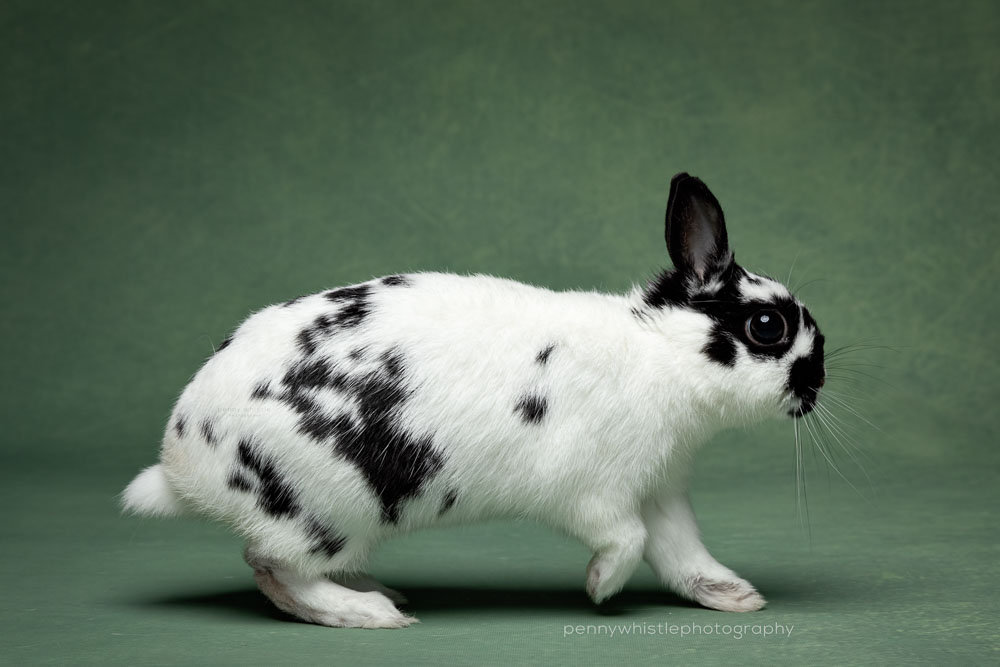 Waffles the Rabbit Gets Professional Portraits