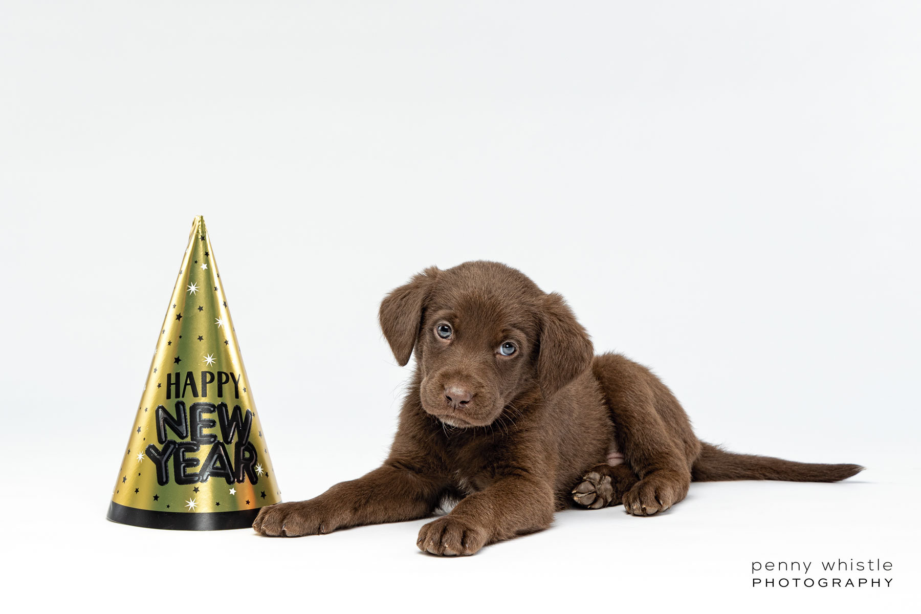 Celebrating a Bright and Shiny New Year With a Litter of Labrador ...