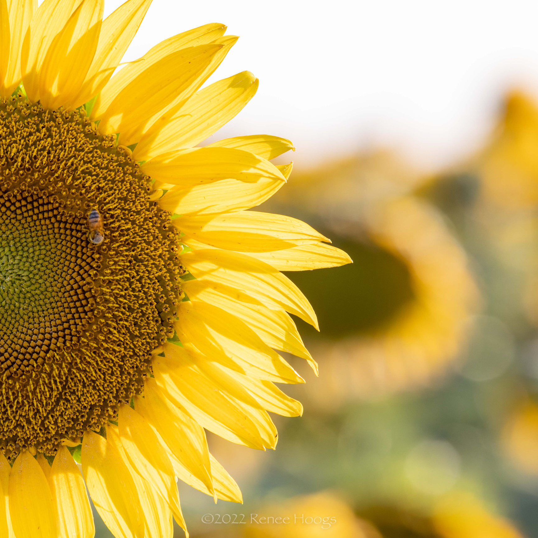 Snook, Texas Sunflower Field - Piko Piko Photography