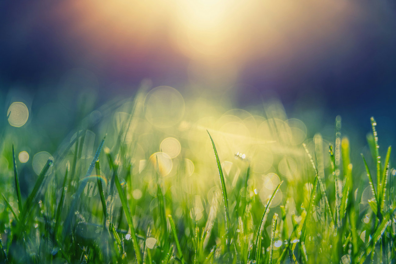 Sunlit green grass blades with soft bokeh background and warm glowing light