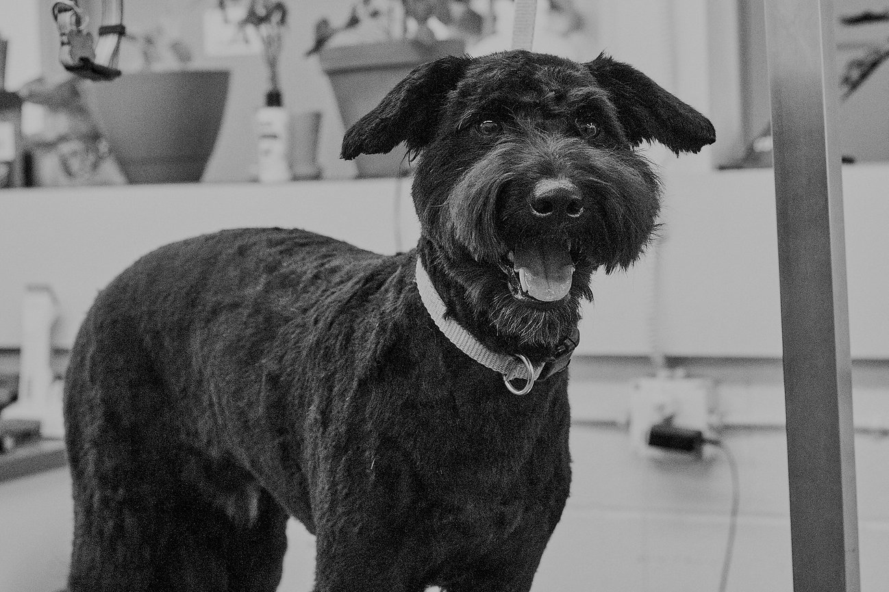 A portfolio image for Sit. Stay. Snap Pet Photography in Medicine Hat, aligned with client reviews and polished pet photography branding.