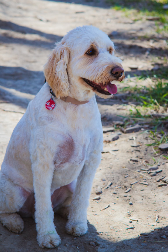 Another client review image for Sit. Stay. Snap Pet Photography in Medicine Hat, showcasing trusted pet photography for meaningful moments.