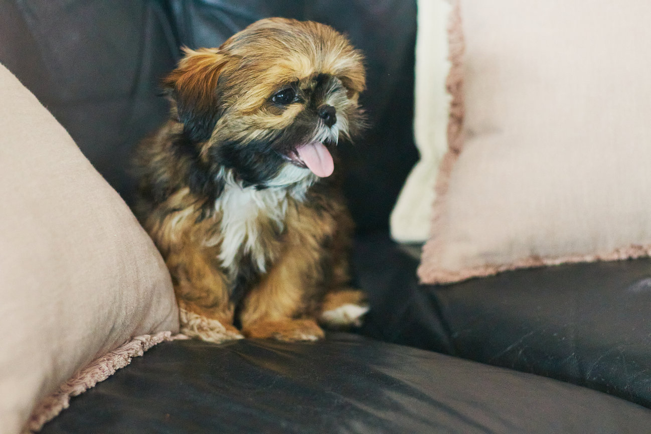 A final portfolio image supporting reviews content for Sit. Stay. Snap Pet Photography in Medicine Hat.