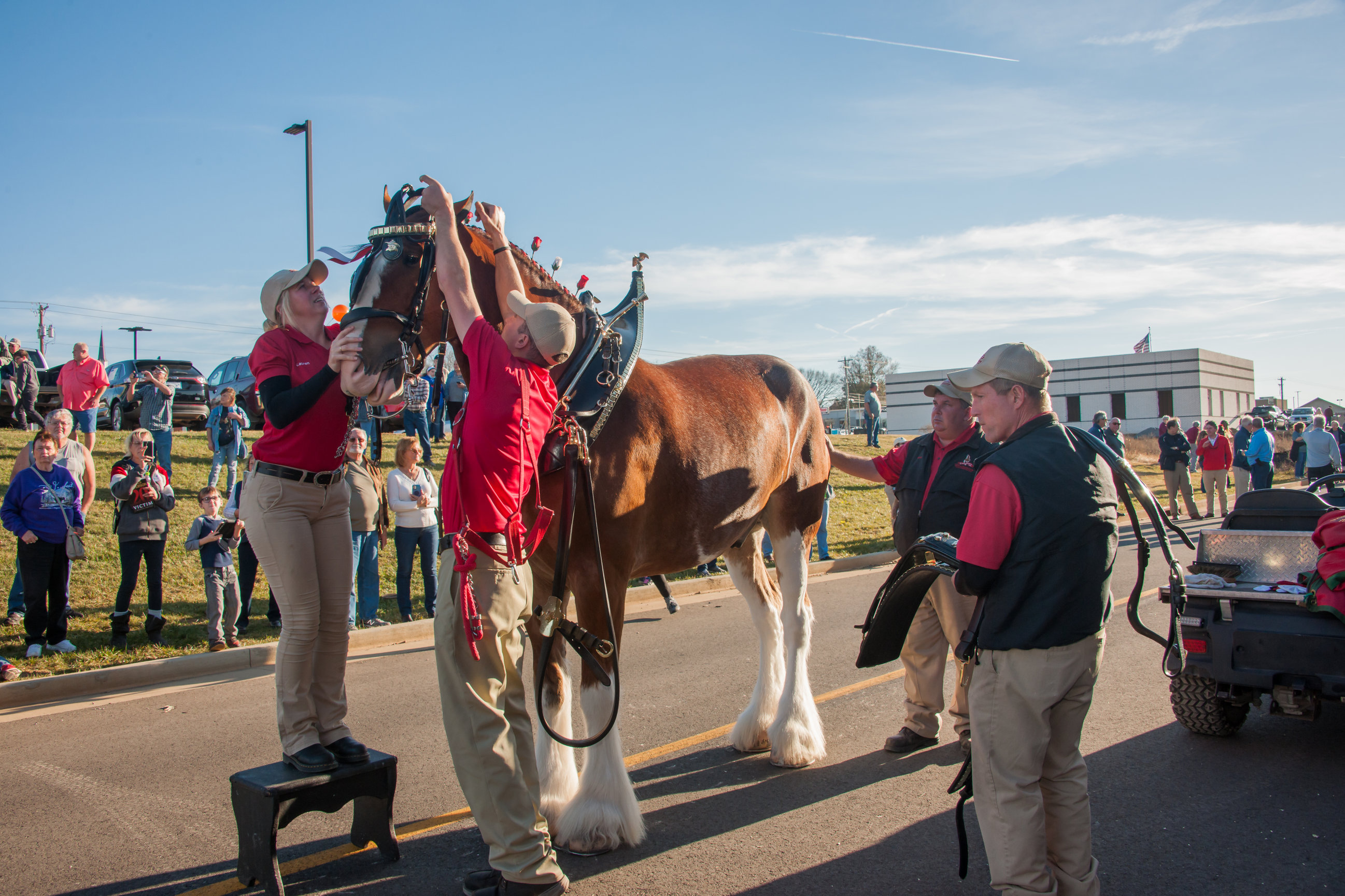 Clydesdales at Food City, Maryville, TN. Photo Tech Photography