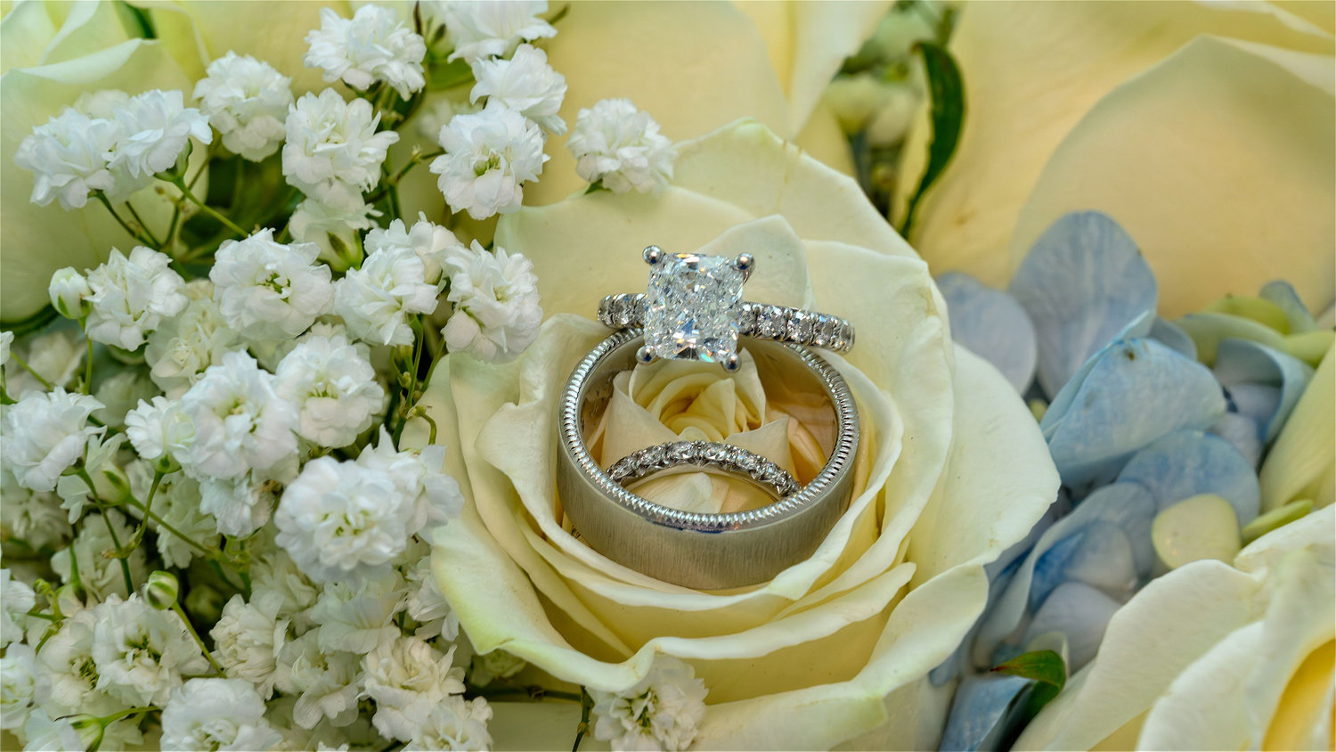Close-up of three wedding rings nestled inside a cream-colored rose, surrounded by white baby's breath flowers and light blue hydrangeas.