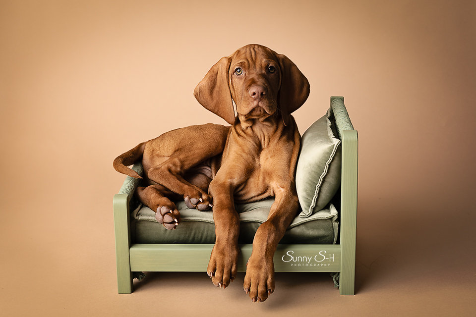 Brown puppy sitting on a small green bed with a beige background.