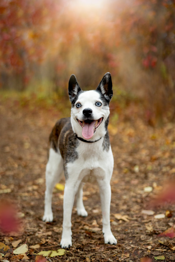 A happy dog with heterochromia stands on a forest path surrounded by autumn leaves.