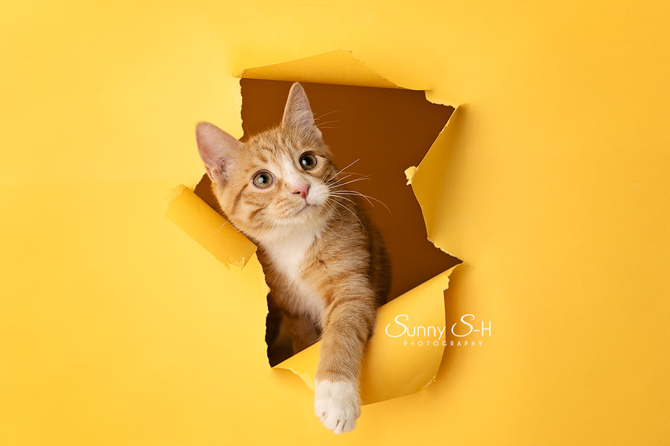Orange kitten peeking through torn yellow paper.