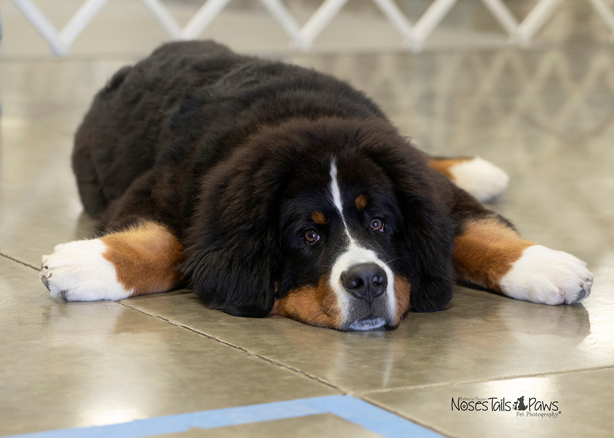Dogs In February Dogs at the Dog Show in February 2026 - NosesTailsPaws Pet Photography