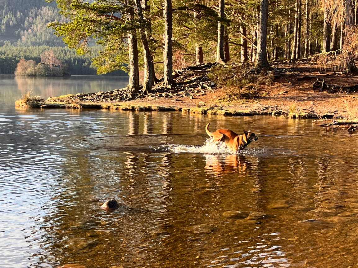Dog playing in shallow water surrounded by trees and mountains.