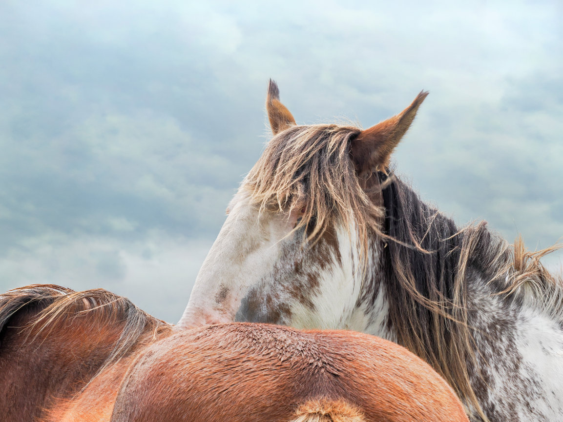 Close-up of two horses with long manes against a misty mountain background