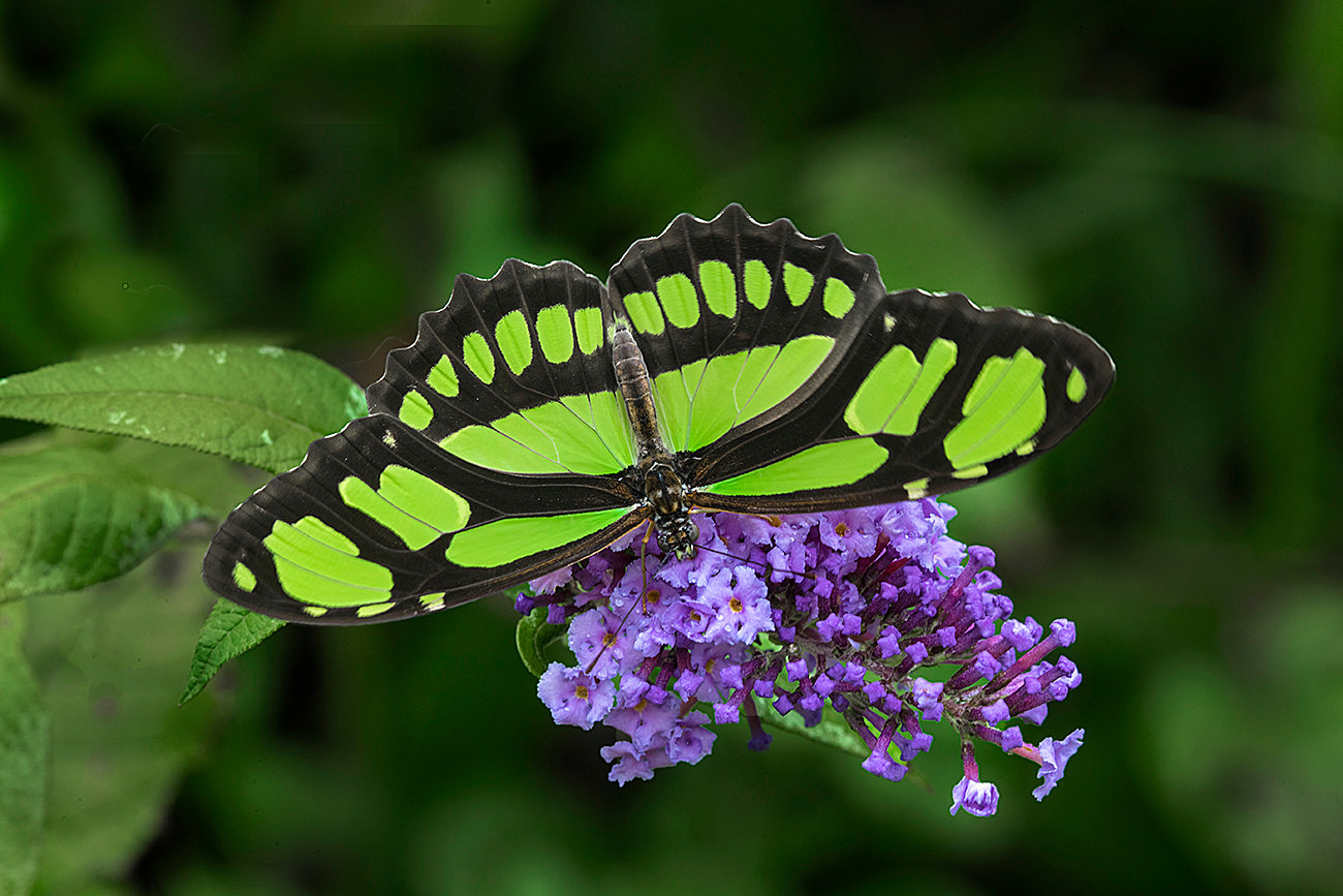 Malachite butterfly Jim Zuckerman photography & photo tours